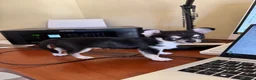 Chihuahua cani in vendita: Cucciola Chihuahua femmina – dolcissima – a Città Metropolitana di Firenze - Annuncio 2