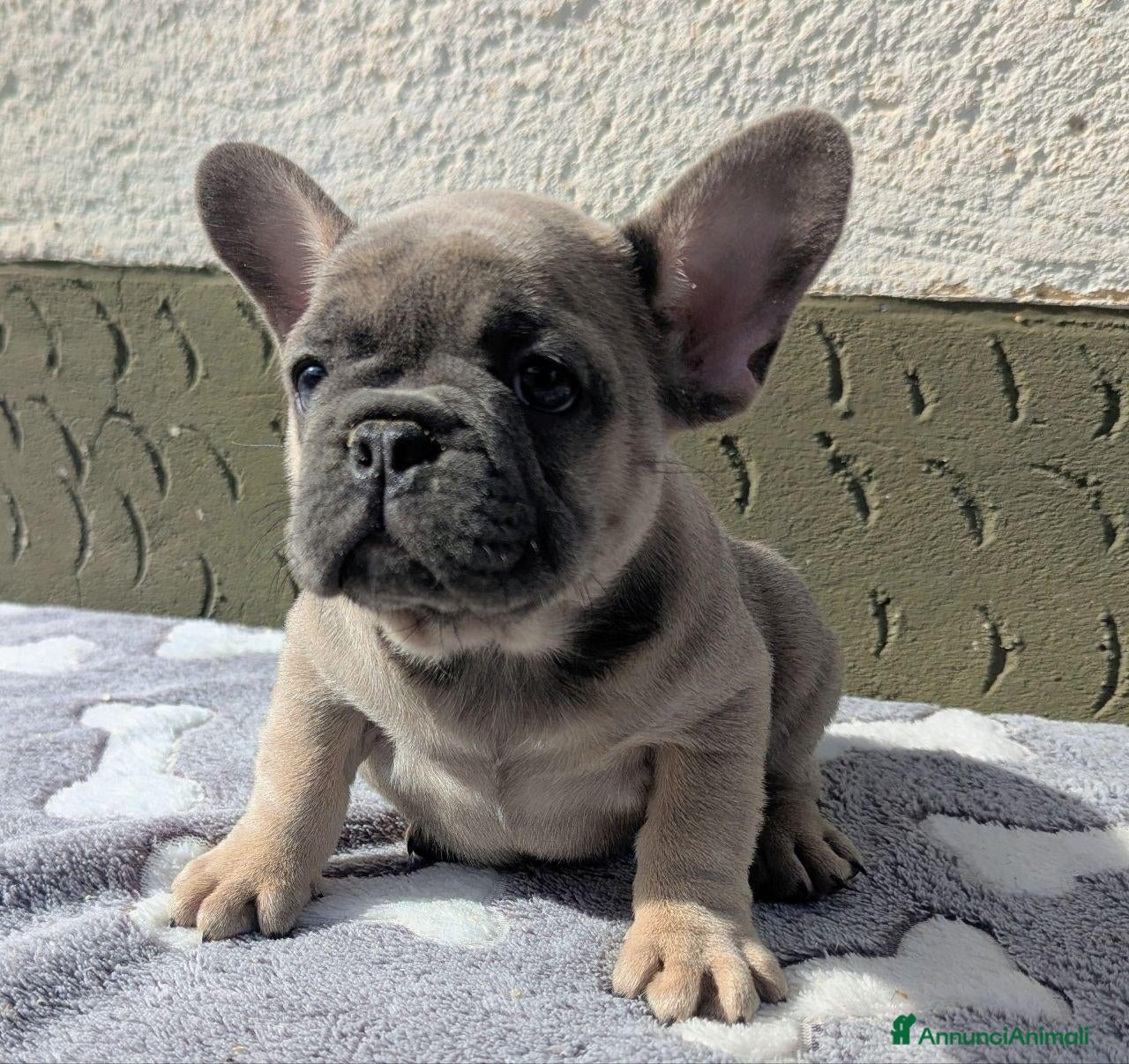 Bulldog Francese cani Bulldog francesi blu and tan - Annuncio 3