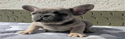 Bulldog Francese cani in vendita: Bulldog francesi blu and tan - Annuncio 1