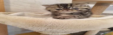 Exotic Shorthair 1