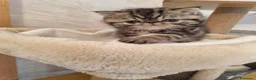 Exotic Shorthair gatti in vendita: In cerca di coccole - Annuncio 8