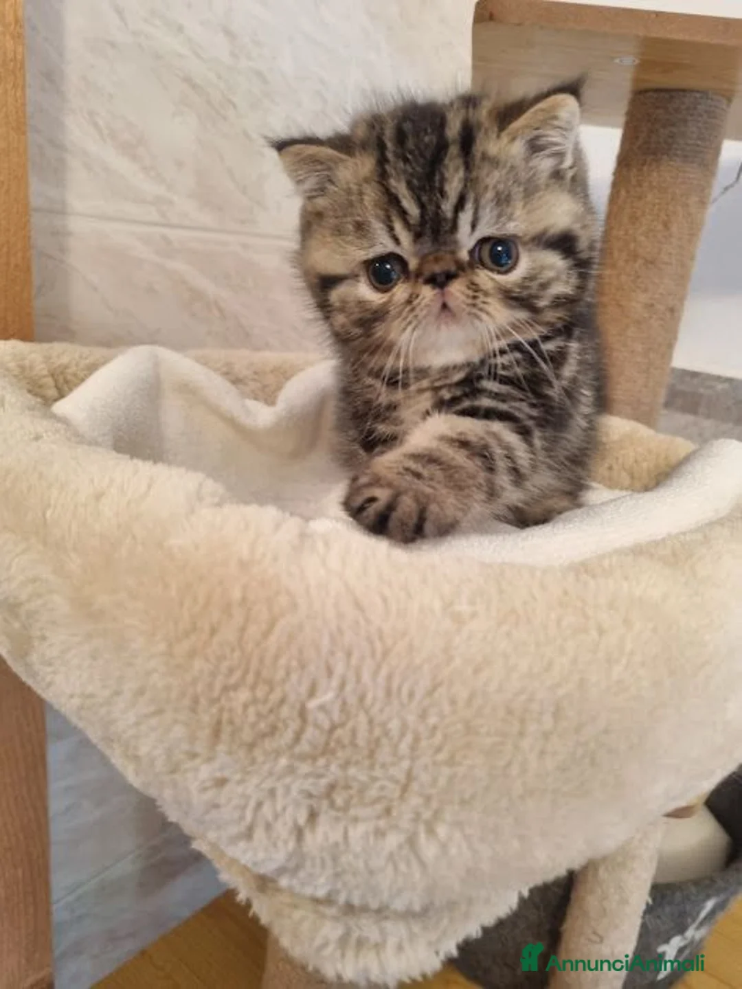 Exotic Shorthair gatti in vendita: In cerca di coccole - Annuncio 8
