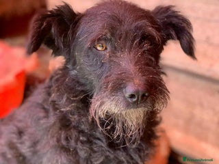 Meticcio cani JAGUAR, terrierino baffuto super giocherellone! - Annuncio 39