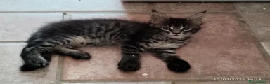 Maine Coon 4