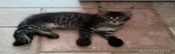 Maine Coon gatti in vendita: Cuccioli di Maine Coon  - Annuncio 11