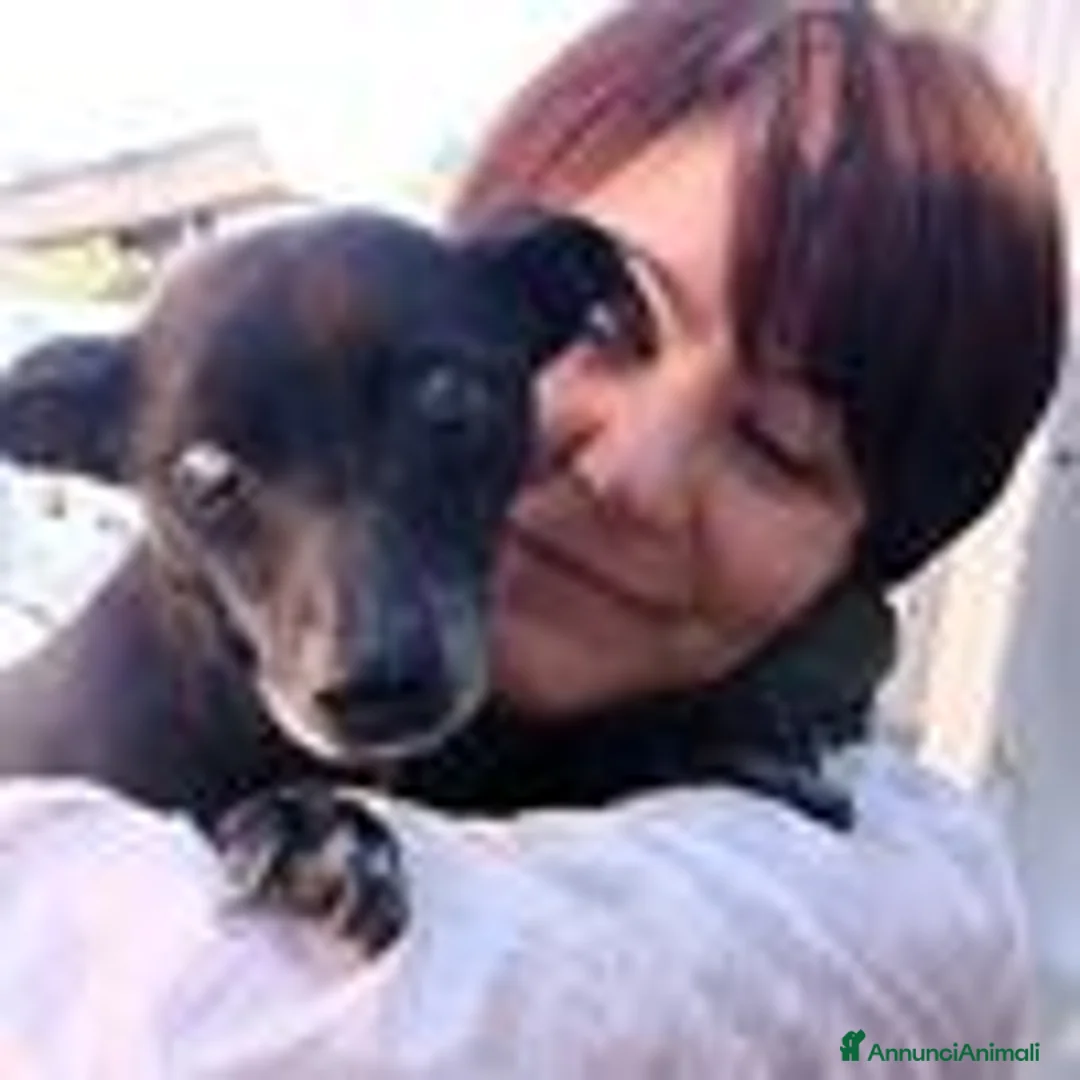Pinscher Tedesco cani in regalo: Bobby, super adozione del cuore - Annuncio 7