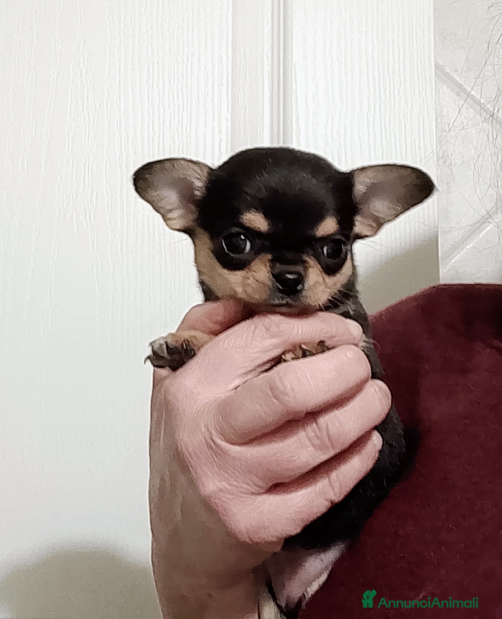 Chihuahua cani Chihuahua pedigree ENCI  - Annuncio 1