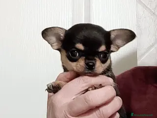 Chihuahua cani Chihuahua pedigree ENCI - Annuncio 7