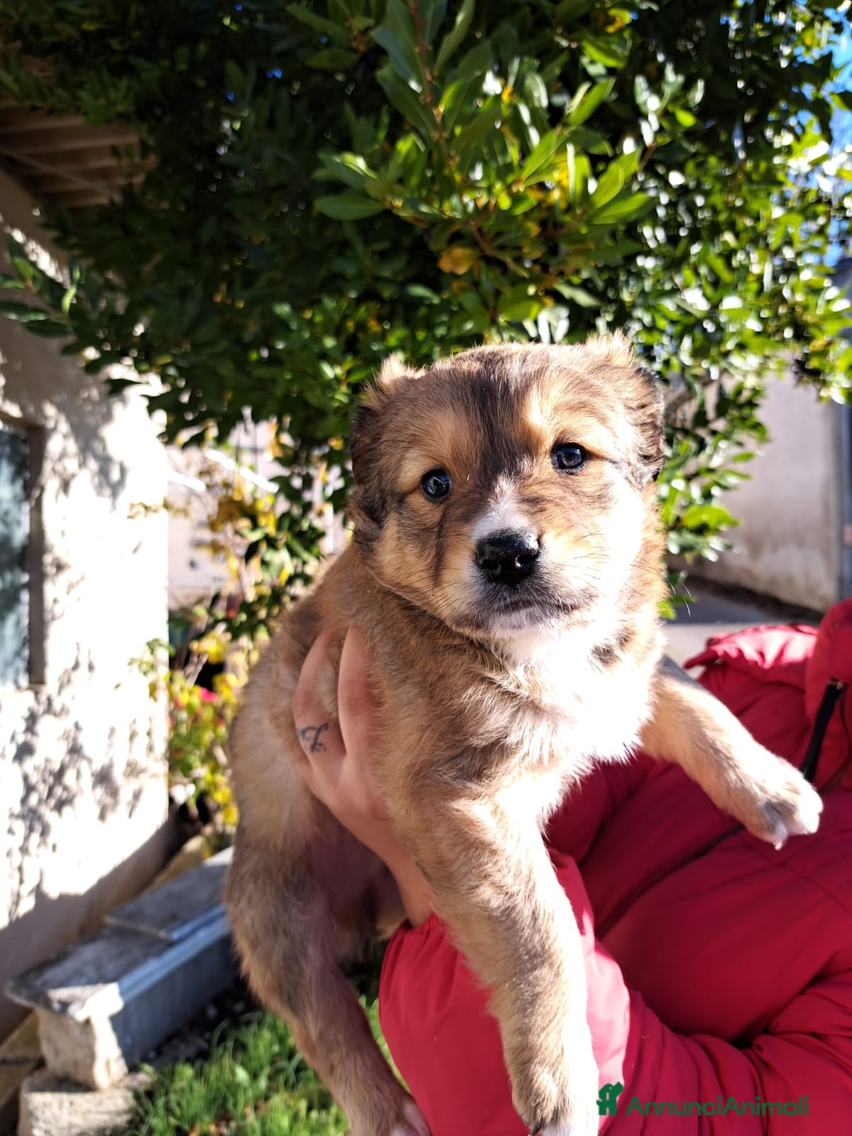 Meticcio cani Teddy ed i suoi fratellini cercano casa - Annuncio 2