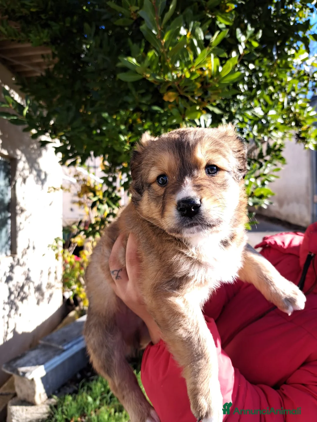 Meticcio cani in regalo: Teddy ed i suoi fratellini cercano casa - Annuncio 2
