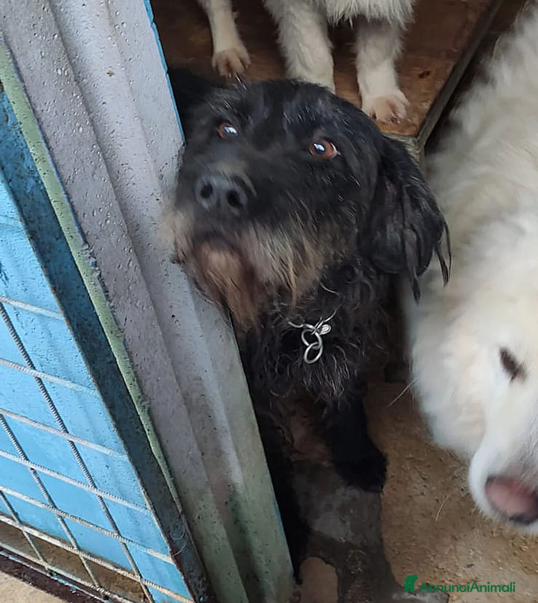 Meticcio cani in regalo: Ciclone, in canile,quando vai lì, speri sempre di  - Annuncio 2