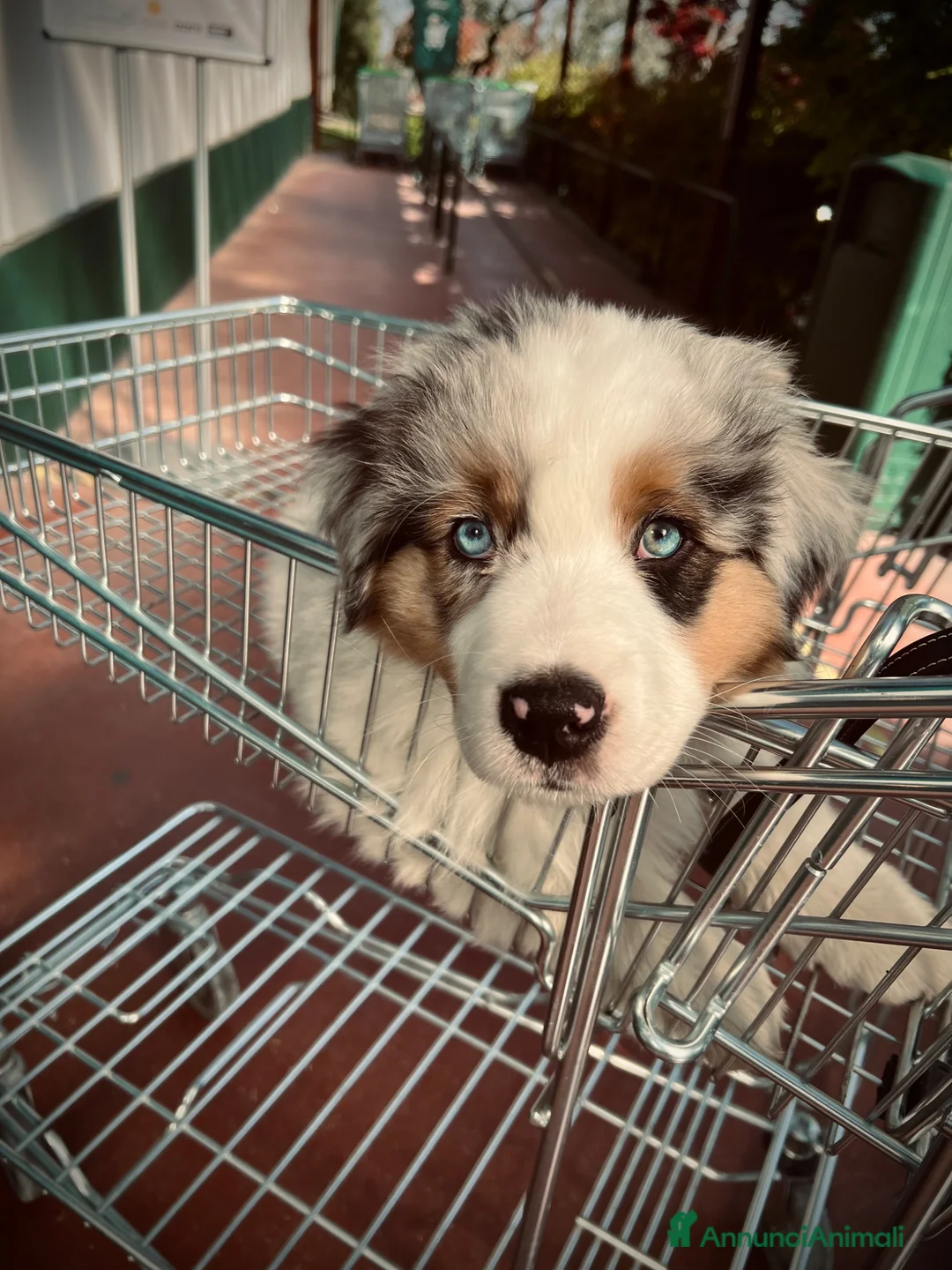 Australian Shepherd cani per accoppiamento: Pastore Australiano disponibile per monta a Provincia di Verona - Annuncio 7