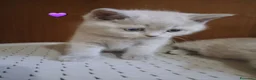 British gatti in vendita: Cucciole e cucciolo british shortait - Annuncio 14
