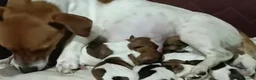 Jack Russell cani in vendita: Gek Russel  toy a Città Metropolitana di Firenze - Annuncio 1