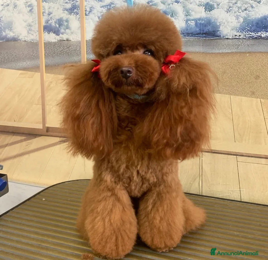 Immagine della galleria {{count}}