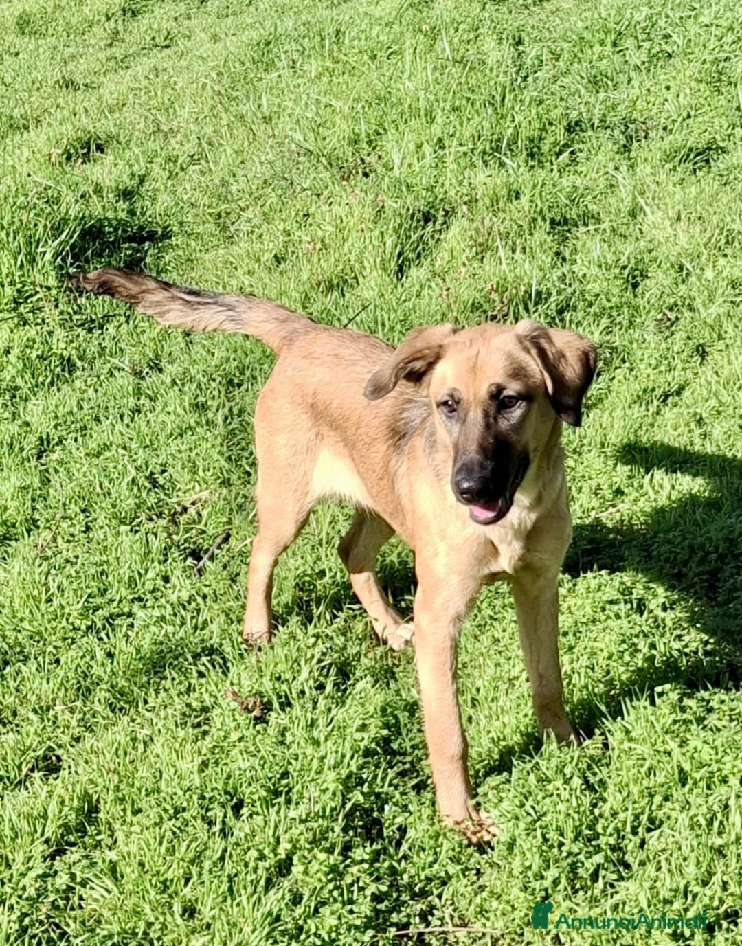 Meticcio cani in regalo: MORA 🩷 -cucciola stupenda; nessuno chiama per lei - Annuncio 10