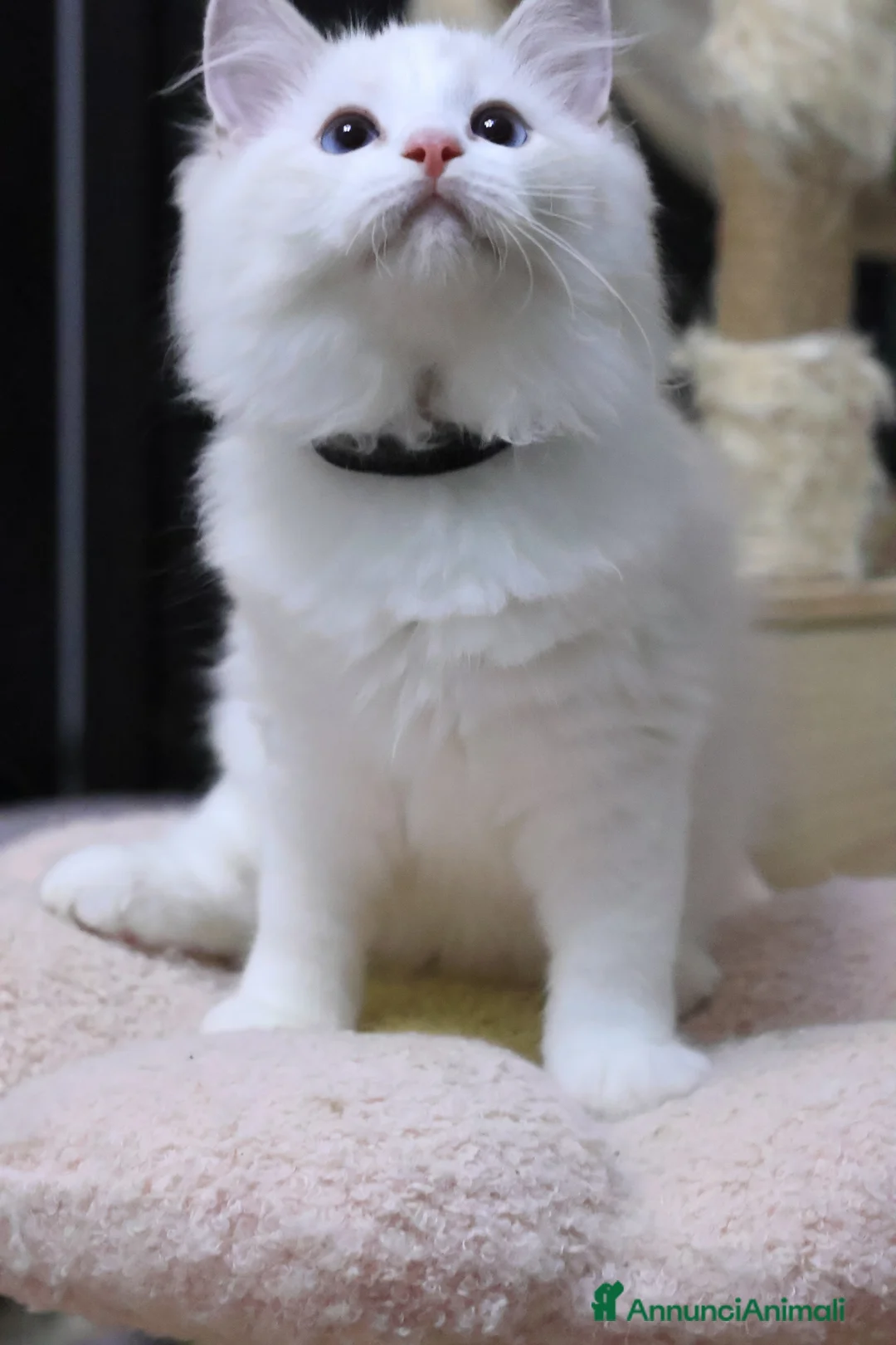 Ragdoll gatti in vendita: Cuccioli ragdoll - Annuncio 4