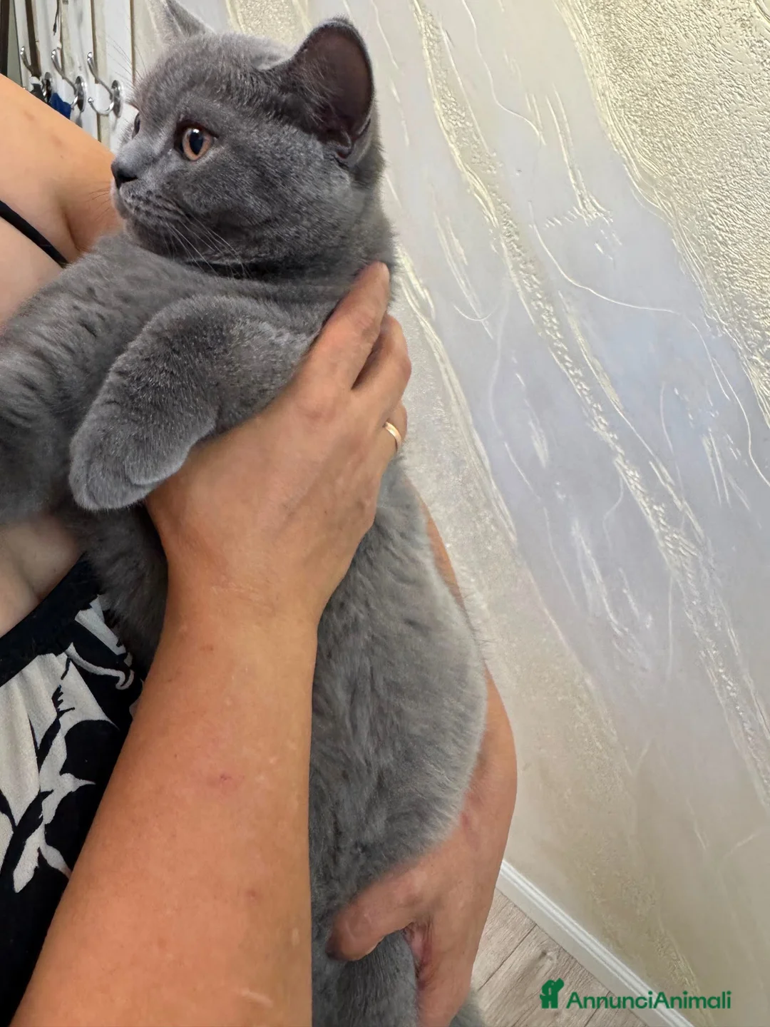 Scottish gatti in vendita: British Scottsh  - Annuncio 2
