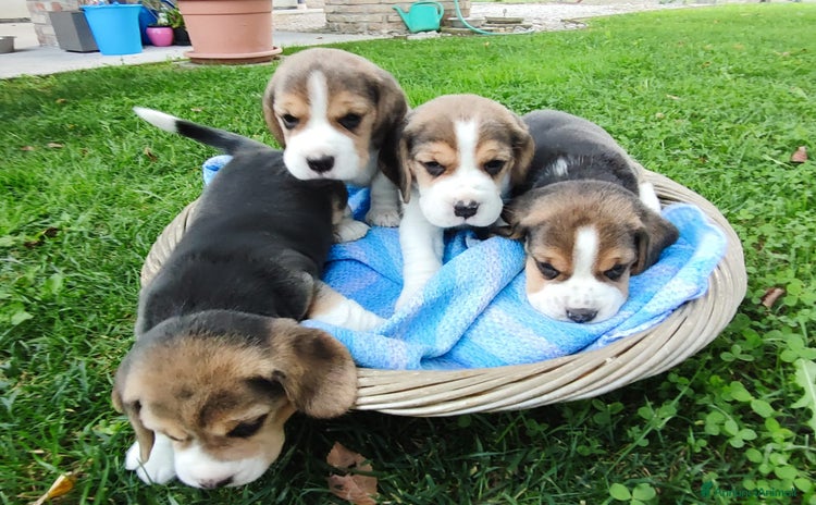 Beagle cani - Annuncio 2