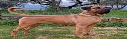 Cane Corso cani in vendita: Cane corso - Annuncio 13