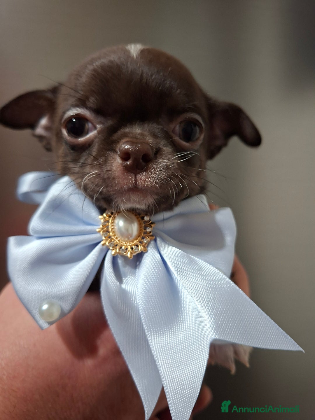 Chihuahua cani in vendita: Chihuahua  - Annuncio 9