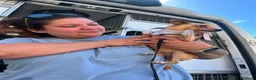 Chihuahua cani in regalo: Maya, Chihuahua in Canile a Rovigo - Annuncio 10