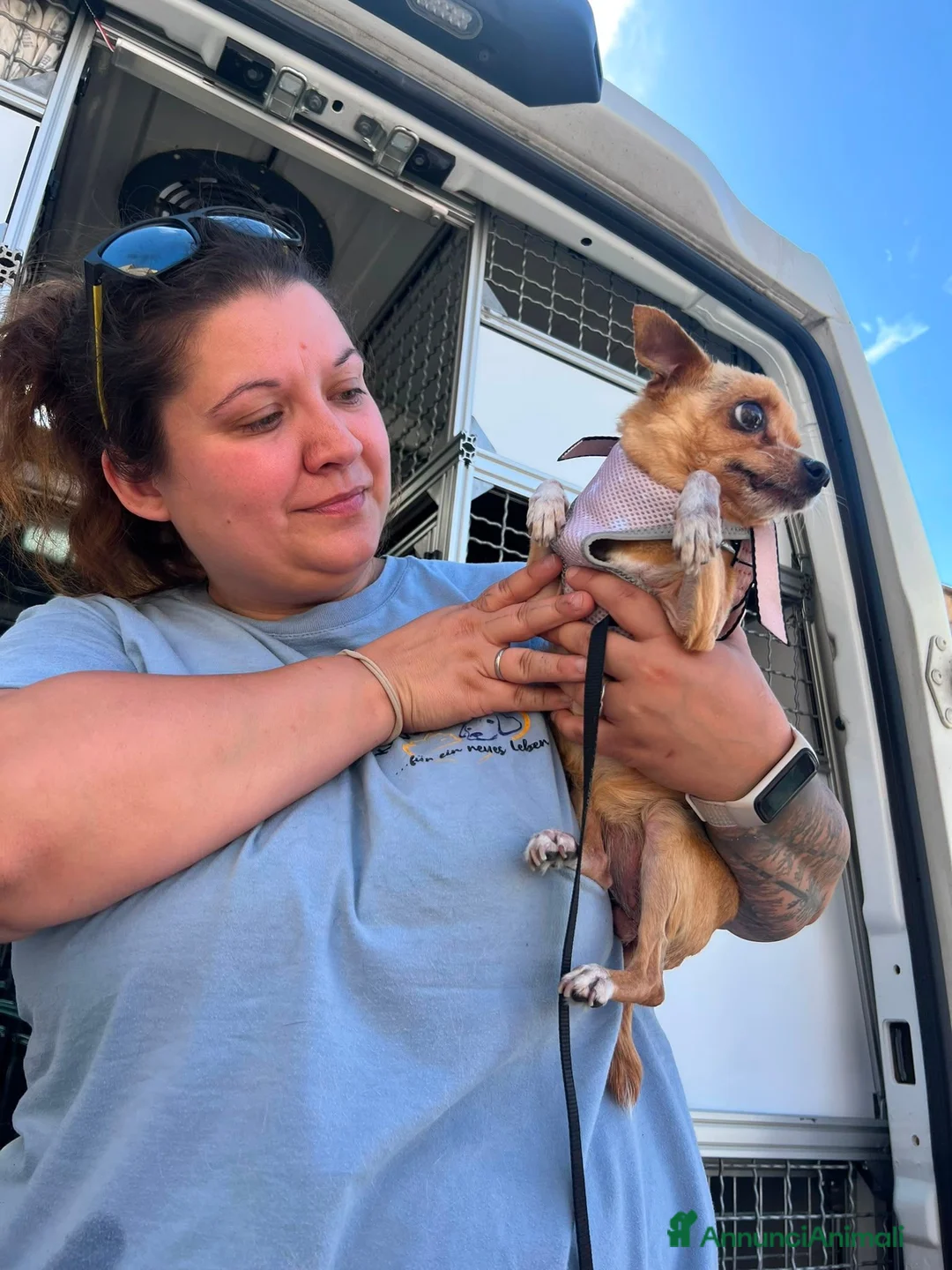 Chihuahua cani in regalo: Maya, Chihuahua in Canile a Rovigo - Annuncio 10