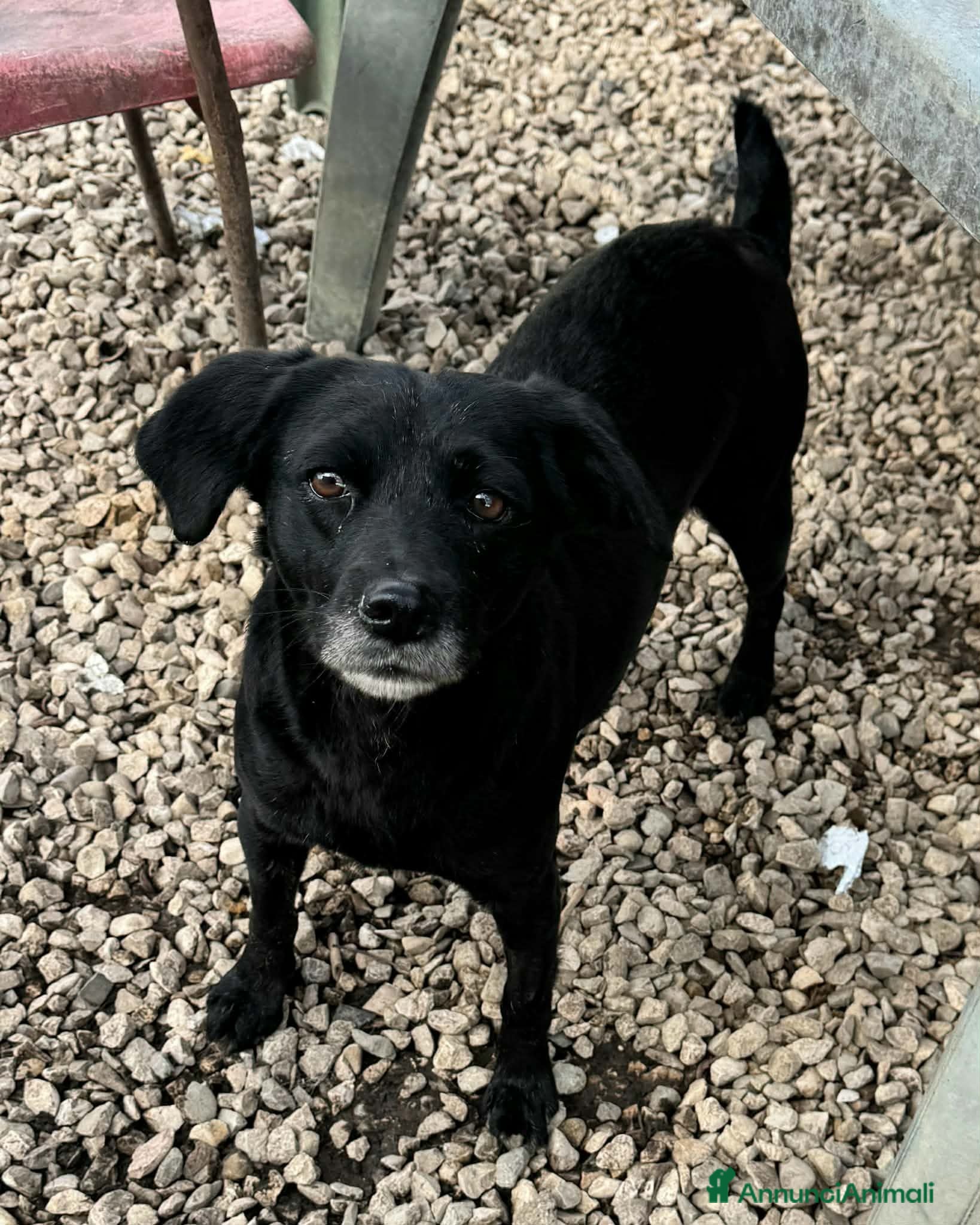 Meticcio cani 3 anni, 9/10 chili, la dolcezza fatta a cane  - Annuncio 1
