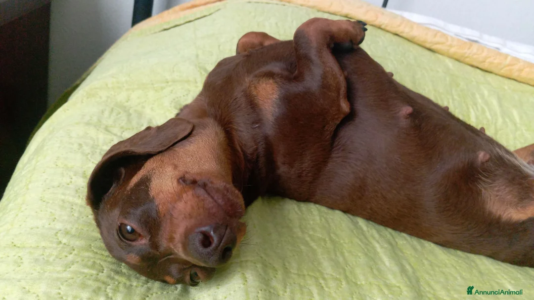 Bassotto cani in vendita: Bassotto femmina cucciola nero focato  a Provincia di Cuneo - Annuncio 2