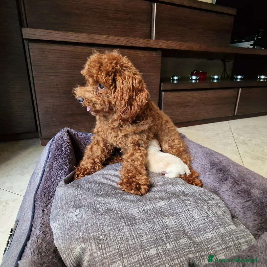 Meticcio cani in vendita: Maltipoo - Annuncio 8