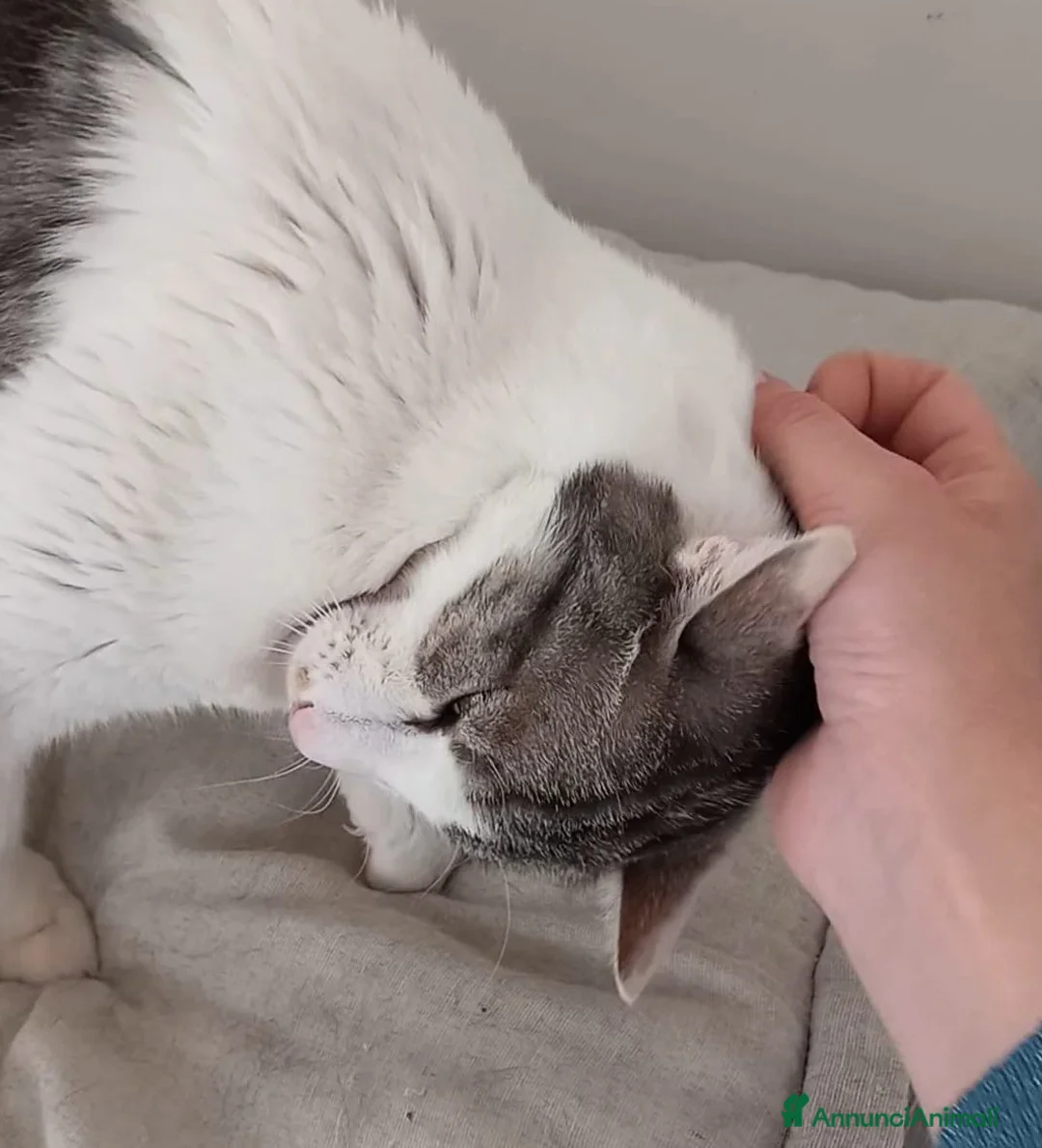 Europeo gatti in regalo: Miele, adorabile gatto da adottare! - Annuncio 2