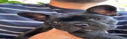 Bulldog Francese cani in vendita: bulldog francese nero tigrato  - Annuncio 12