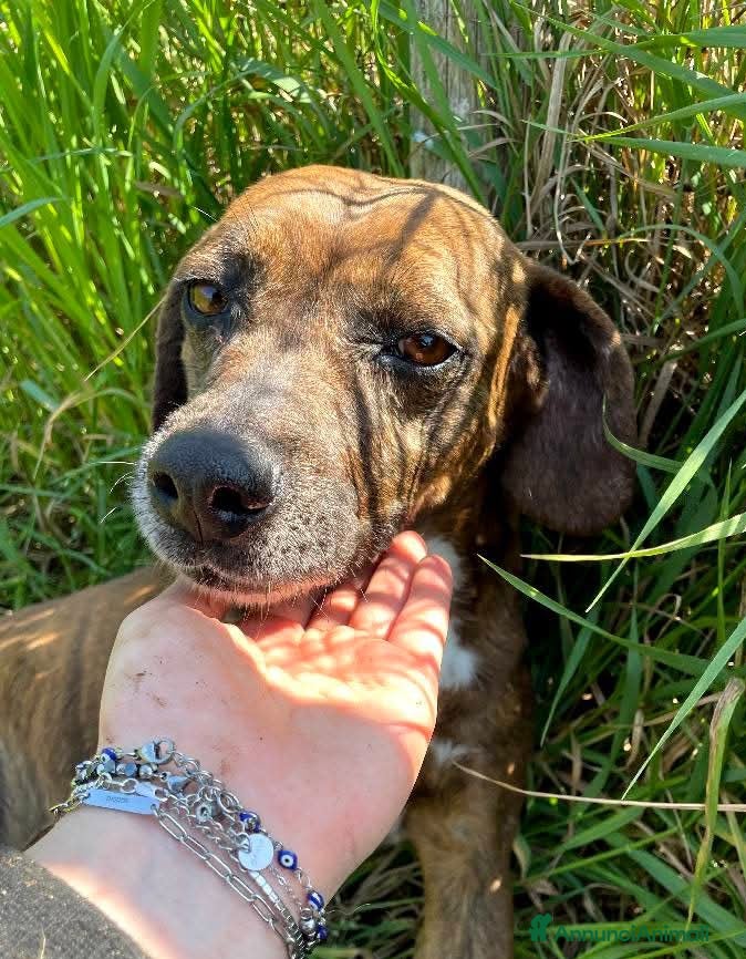 Meticcio cani Piccola e dolcissima Tellina💖 - Annuncio 24