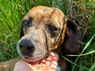 Meticcio cani Piccola e dolcissima Tellina💖 - Annuncio 22