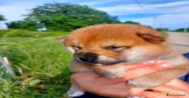 Shiba Inu cani a Provincia di Treviso - Annuncio 4