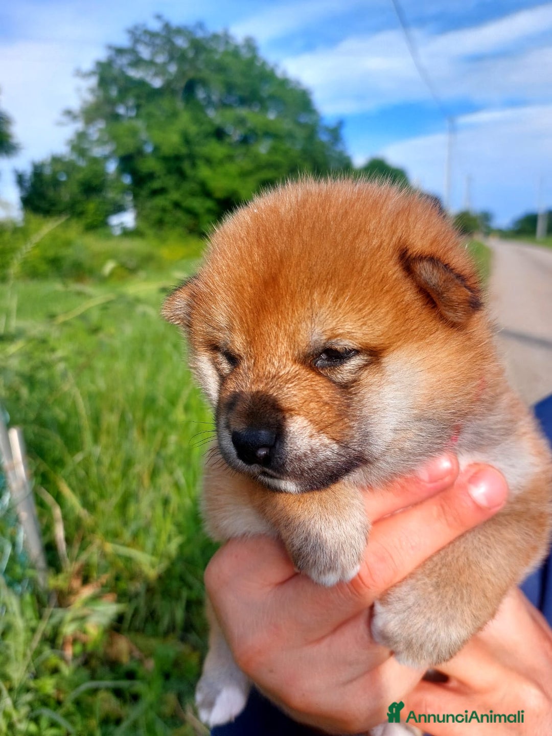 Shiba Inu cani in vendita: cucciole shiba inu riproduzione selezionata a Provincia di Treviso - Immagine 2