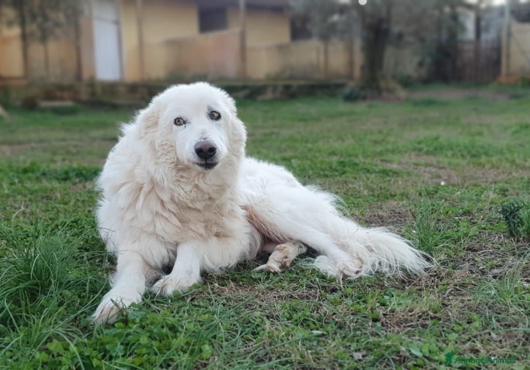 Pastore Maremmano cani in regalo: RINO, batuffolo tutto pelo e dolcezza - Immagine 1