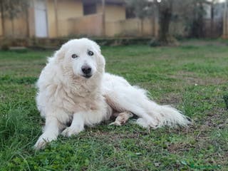 Pastore Maremmano cani RINO, batuffolo tutto pelo e dolcezza - Annuncio 14