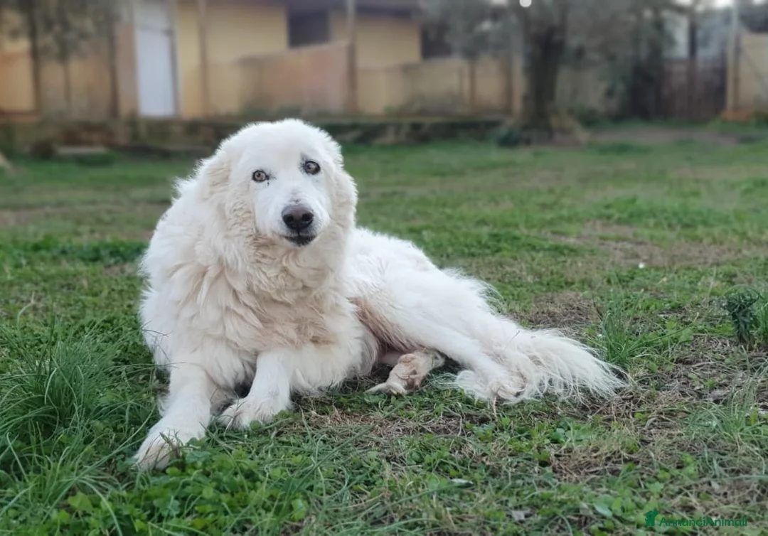 Pastore Maremmano cani in regalo: RINO, batuffolo tutto pelo e dolcezza - Annuncio 1