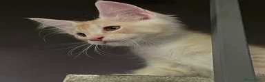 Maine Coon 1