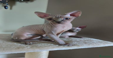 Sphynx gatti - Annuncio 4