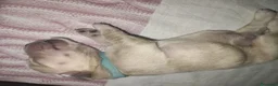 Golden Retriever cani in vendita: Cuccioli di Golden retriever con pedigree ENCI  - Annuncio 18