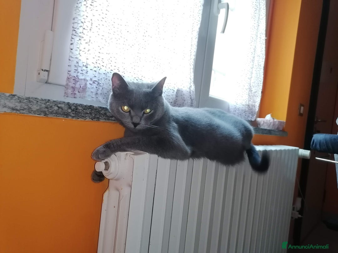 Immagine della galleria {{count}}