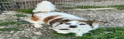 Meticcio cani in regalo: Birillo 4 anni Taglia piccola  - Annuncio 5