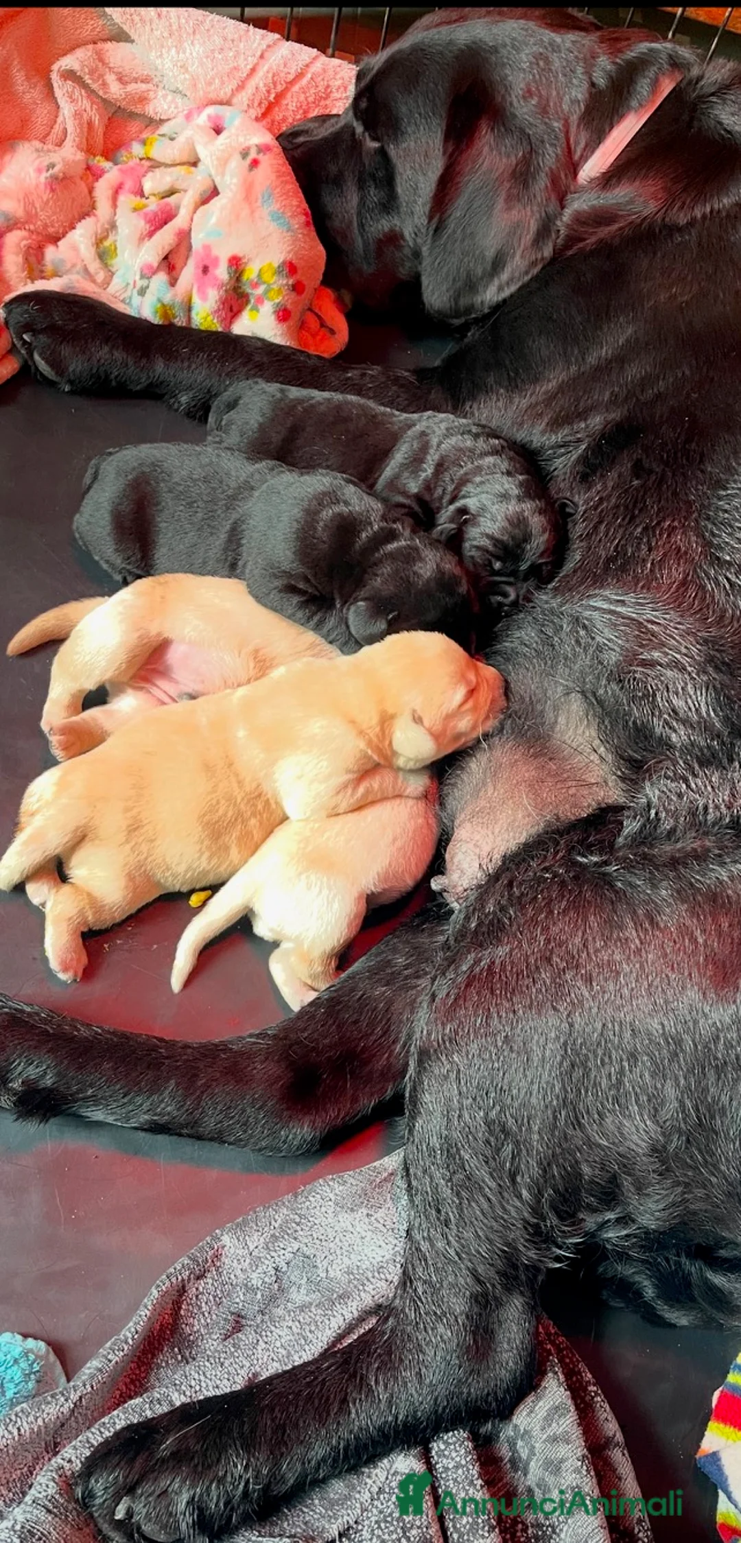 Labrador cani in vendita: Splendida Cucciolata Labrador Nera a Città metropolitana di Messina - Annuncio 2