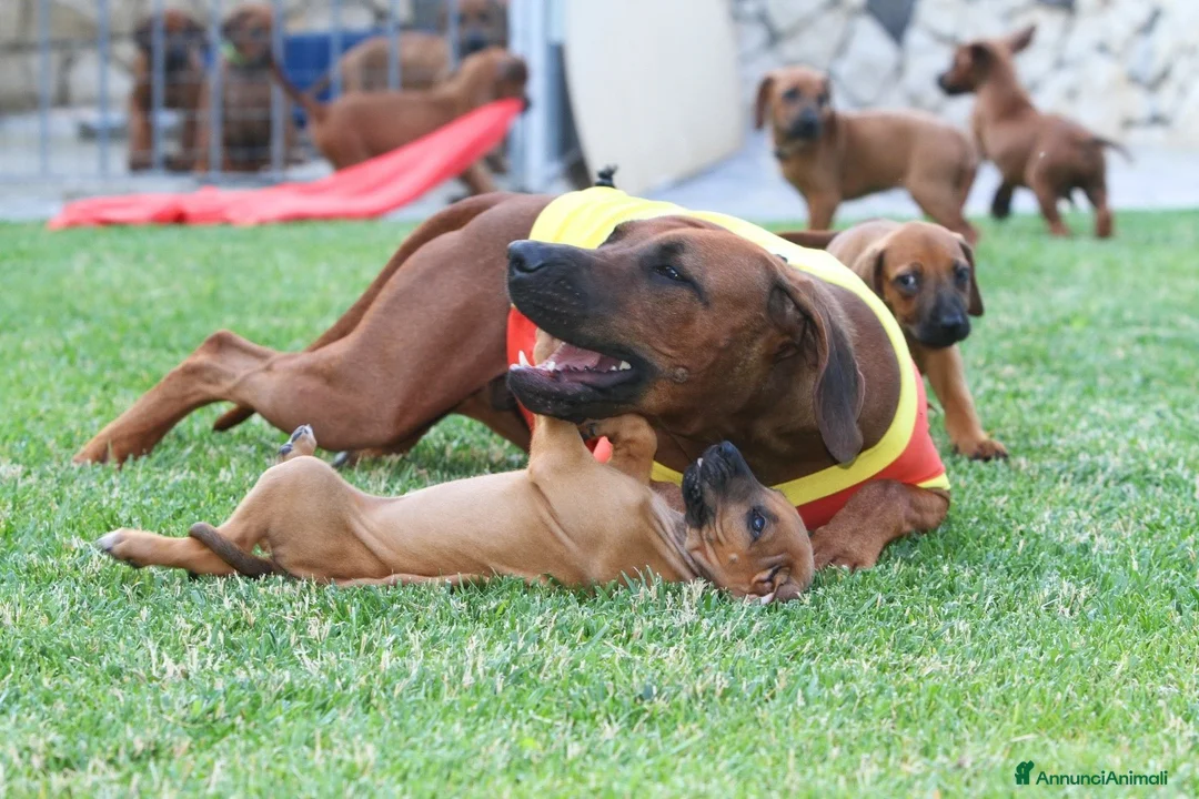 Immagine della galleria {{count}}