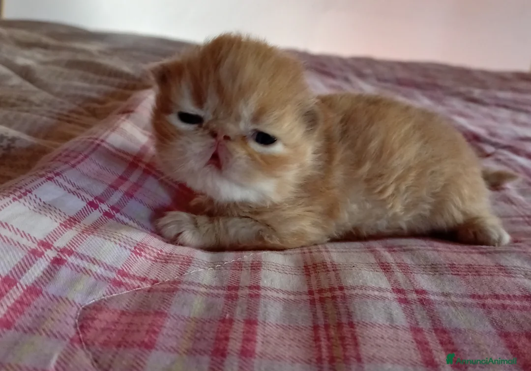 Persiano gatti in vendita: Gattini persiani - Annuncio 2
