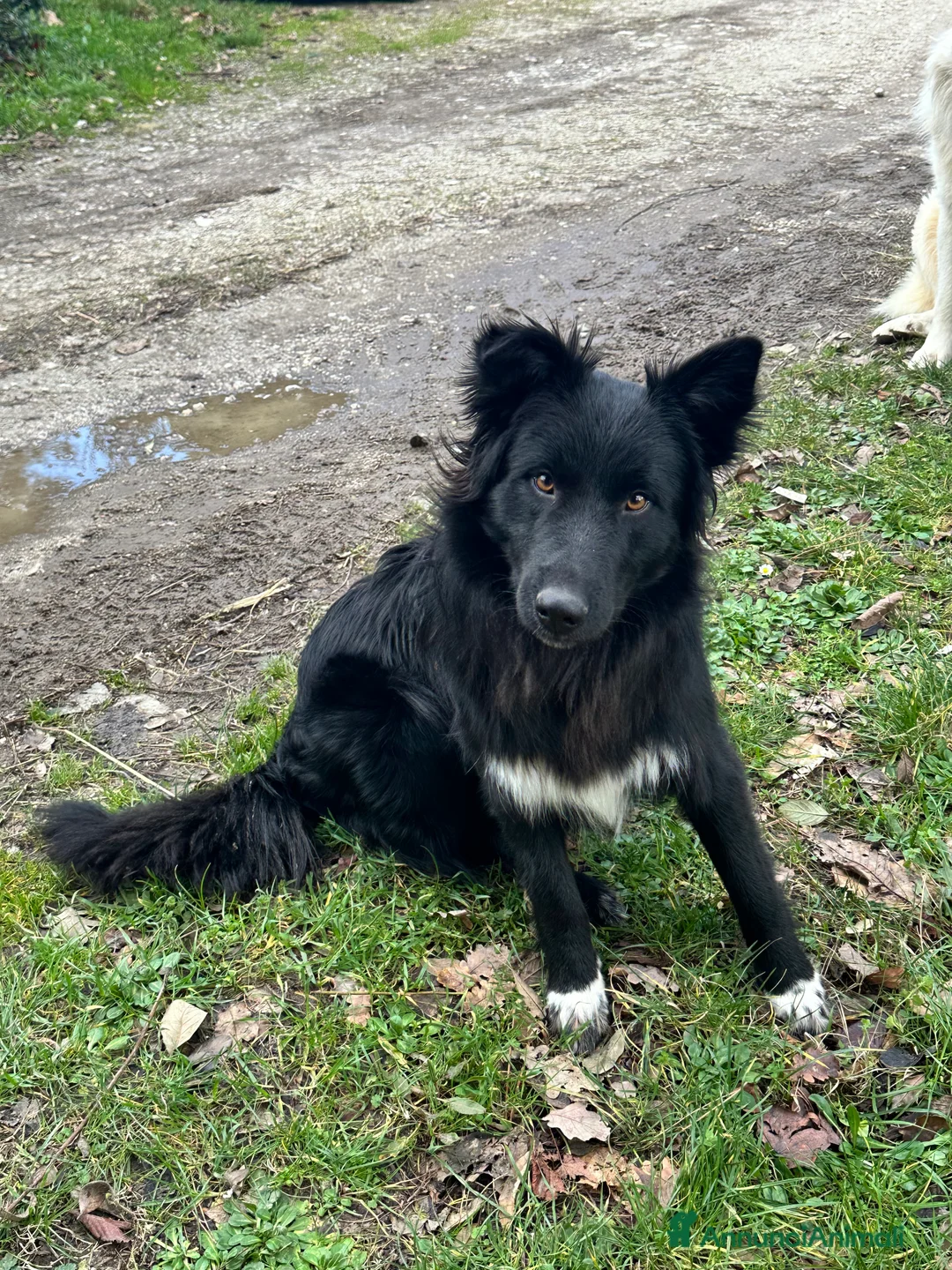 Meticcio cani in regalo: Haky simil border collie  - Annuncio 5