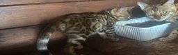 Bengala gatti in vendita: Bengal cucciola da riproduzione (Normandie) - Annuncio 11