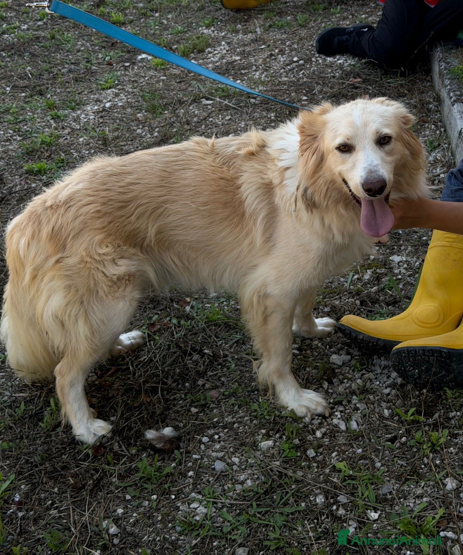 Meticcio cani Pippo simil border  - Annuncio 35